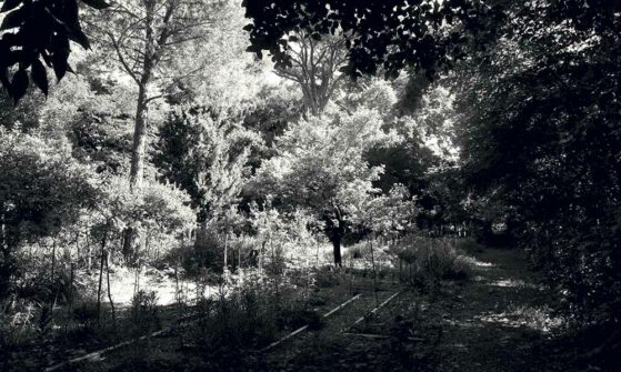 JARDIN DE LA REINE- Philia Trio